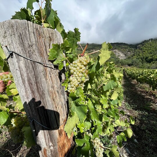 Vins et Bières